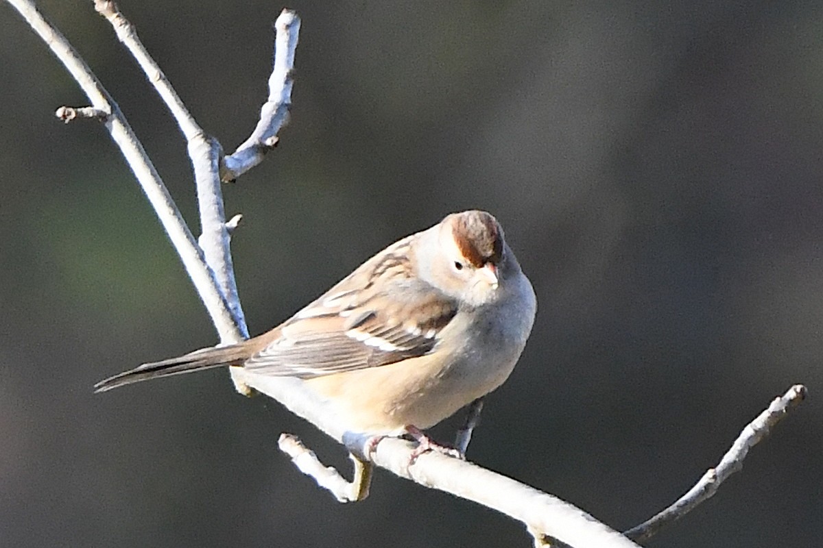 White-crowned Sparrow - ML644182908