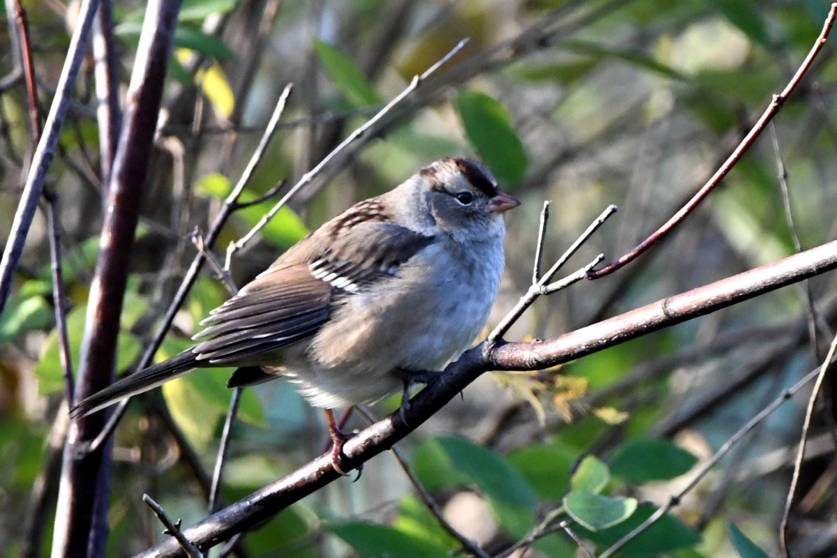 White-crowned Sparrow - ML644182909