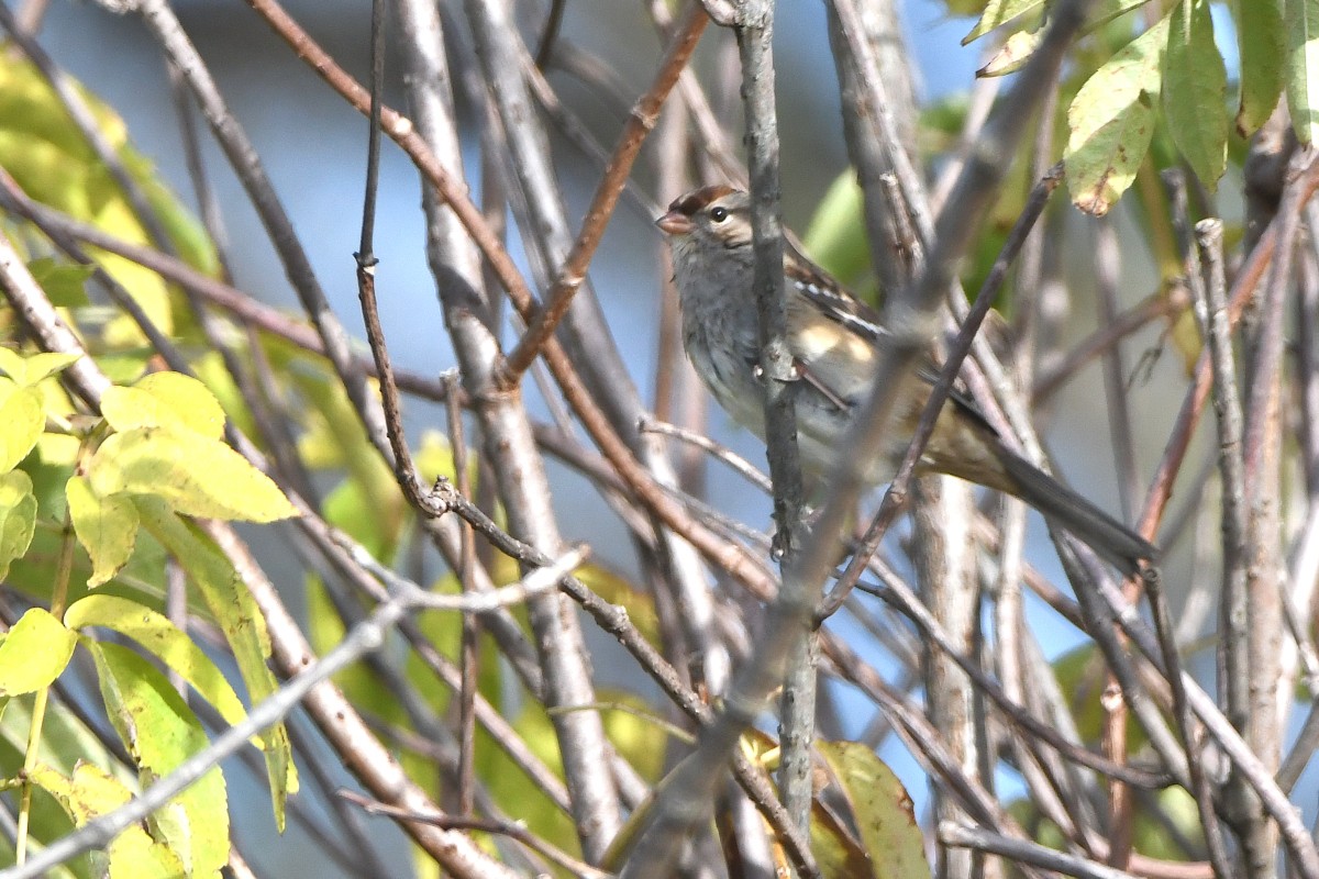 White-crowned Sparrow - ML644182910