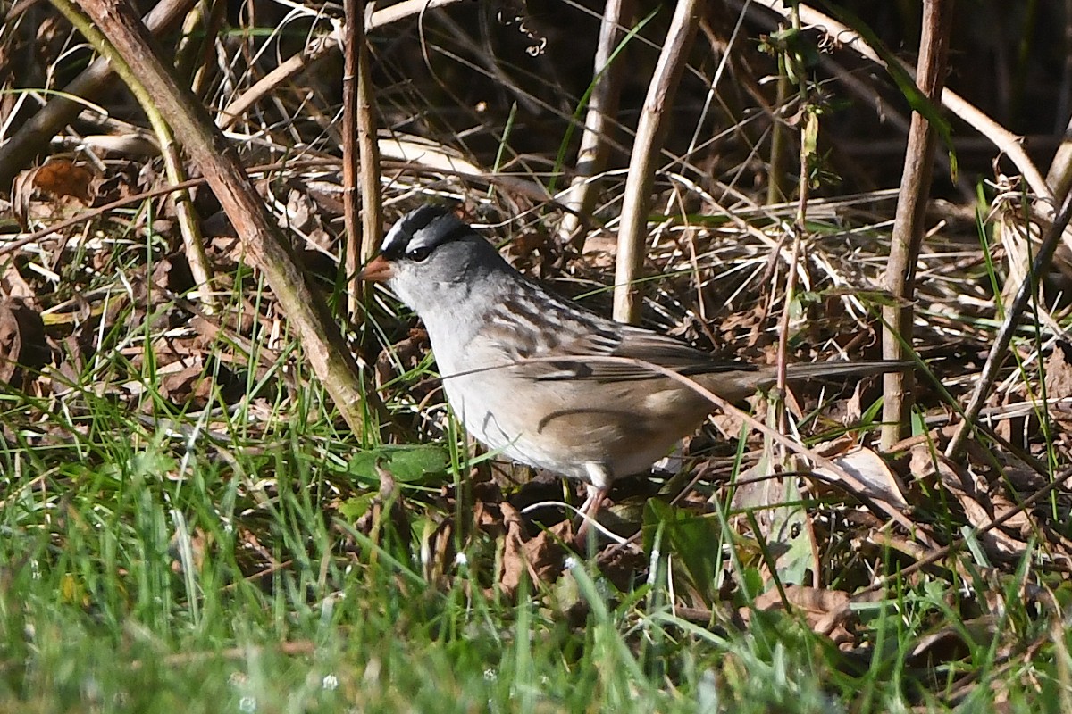 White-crowned Sparrow - ML644182911