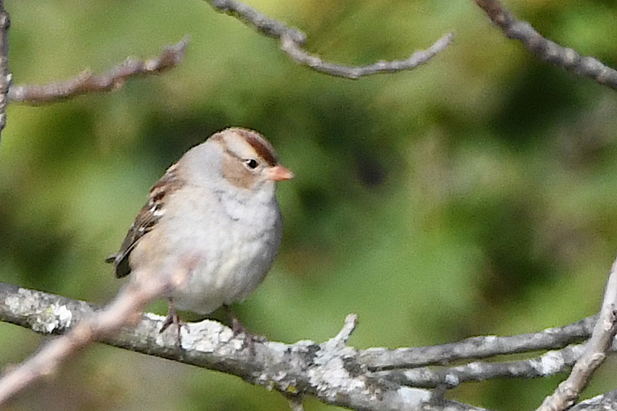 White-crowned Sparrow - ML644182912