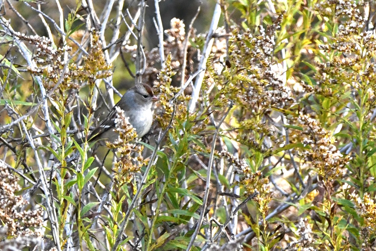 White-crowned Sparrow - ML644182913
