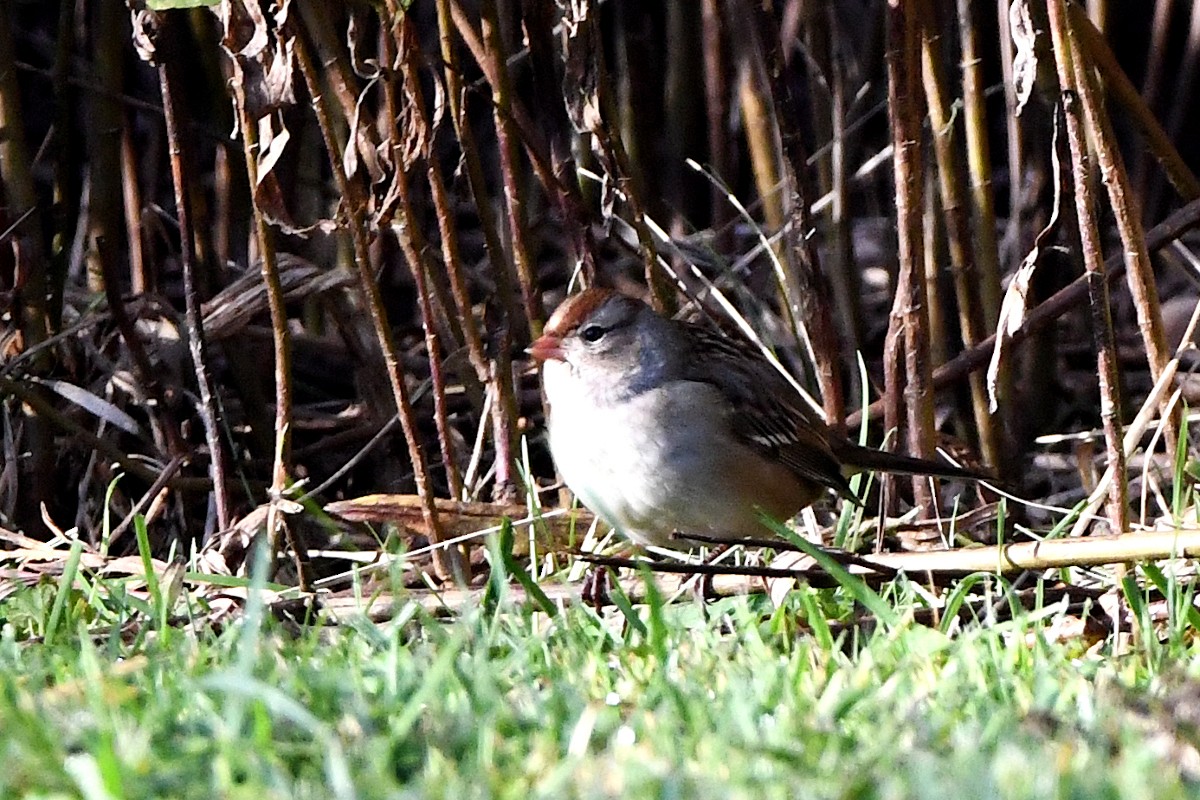 White-crowned Sparrow - ML644182915