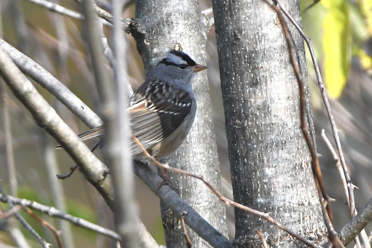 White-crowned Sparrow - ML644182916