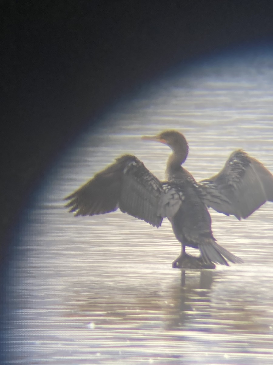 Double-crested Cormorant - ML644182939