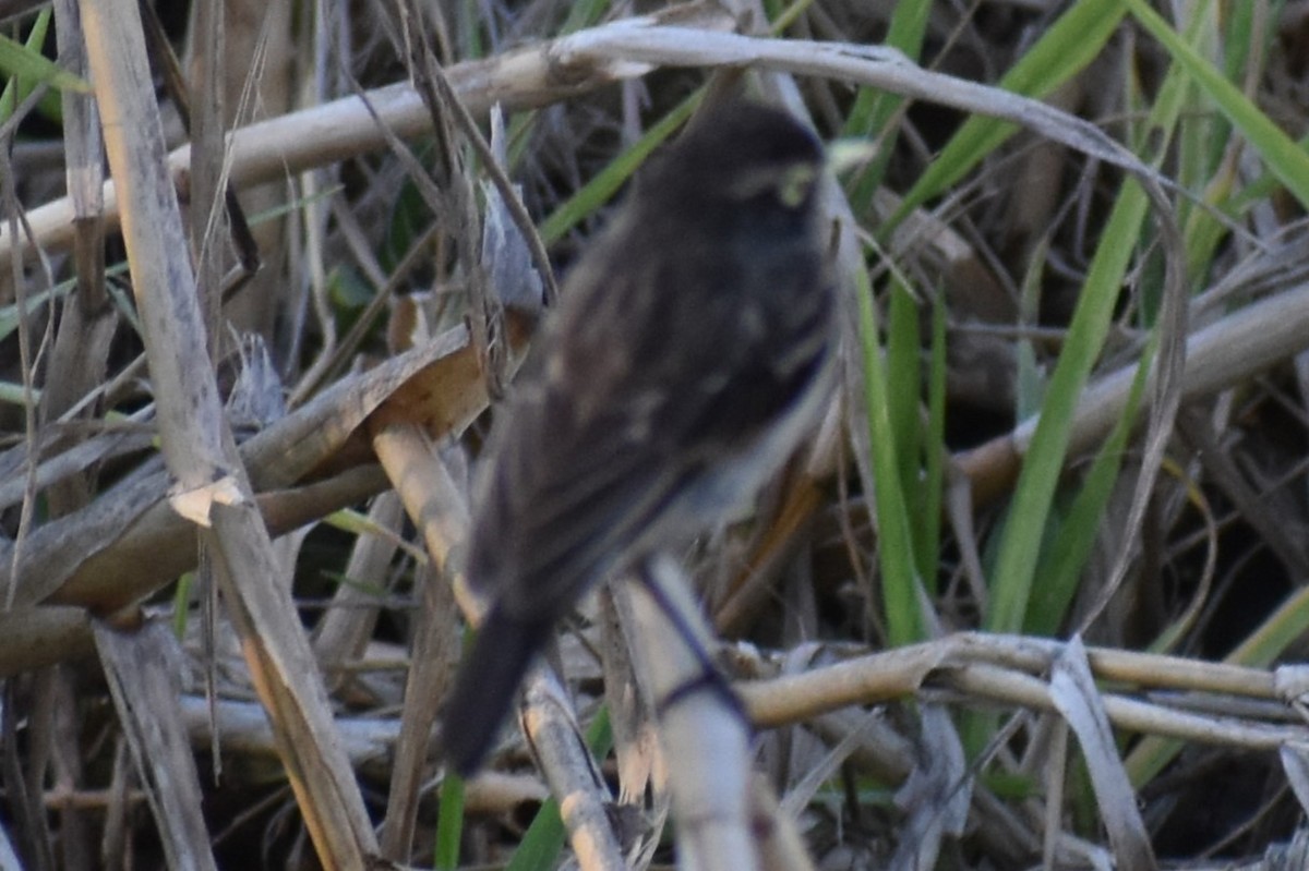 Spectacled Tyrant - ML644182943