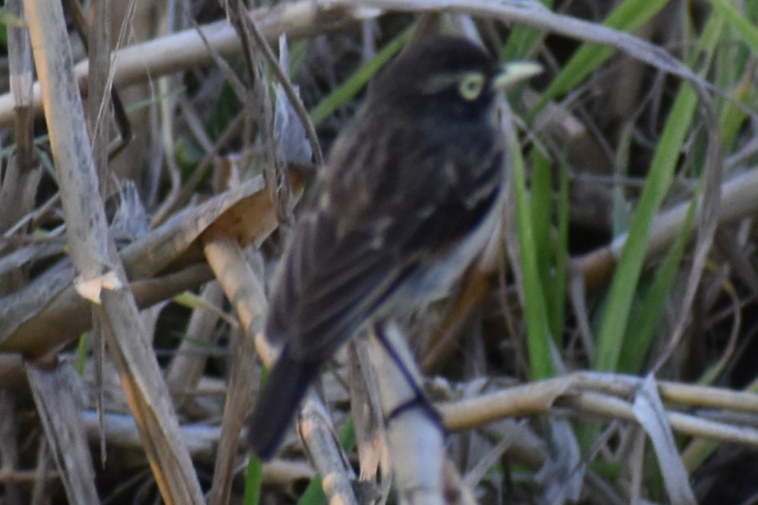 Spectacled Tyrant - ML644182944