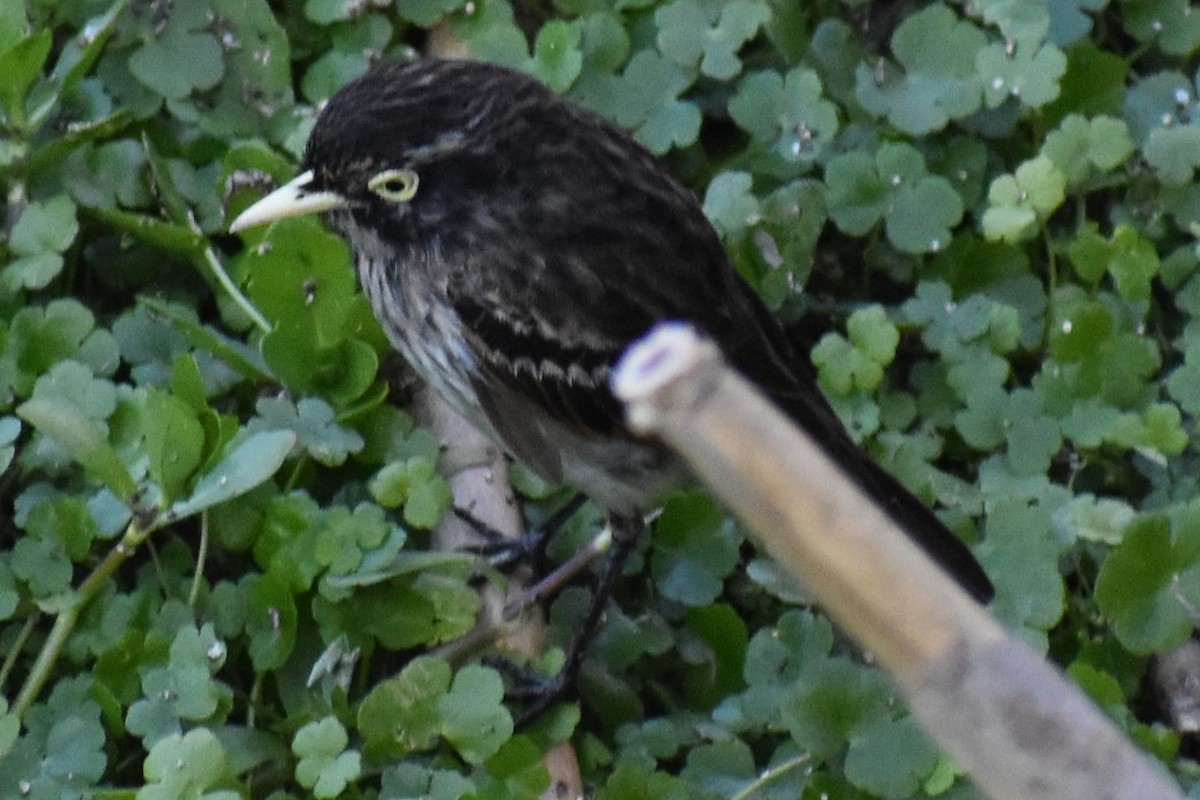 Spectacled Tyrant - ML644182947