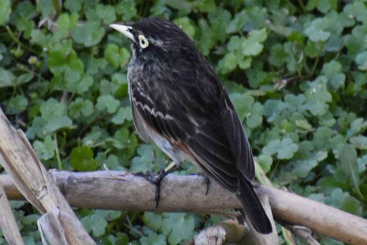 Spectacled Tyrant - ML644182949