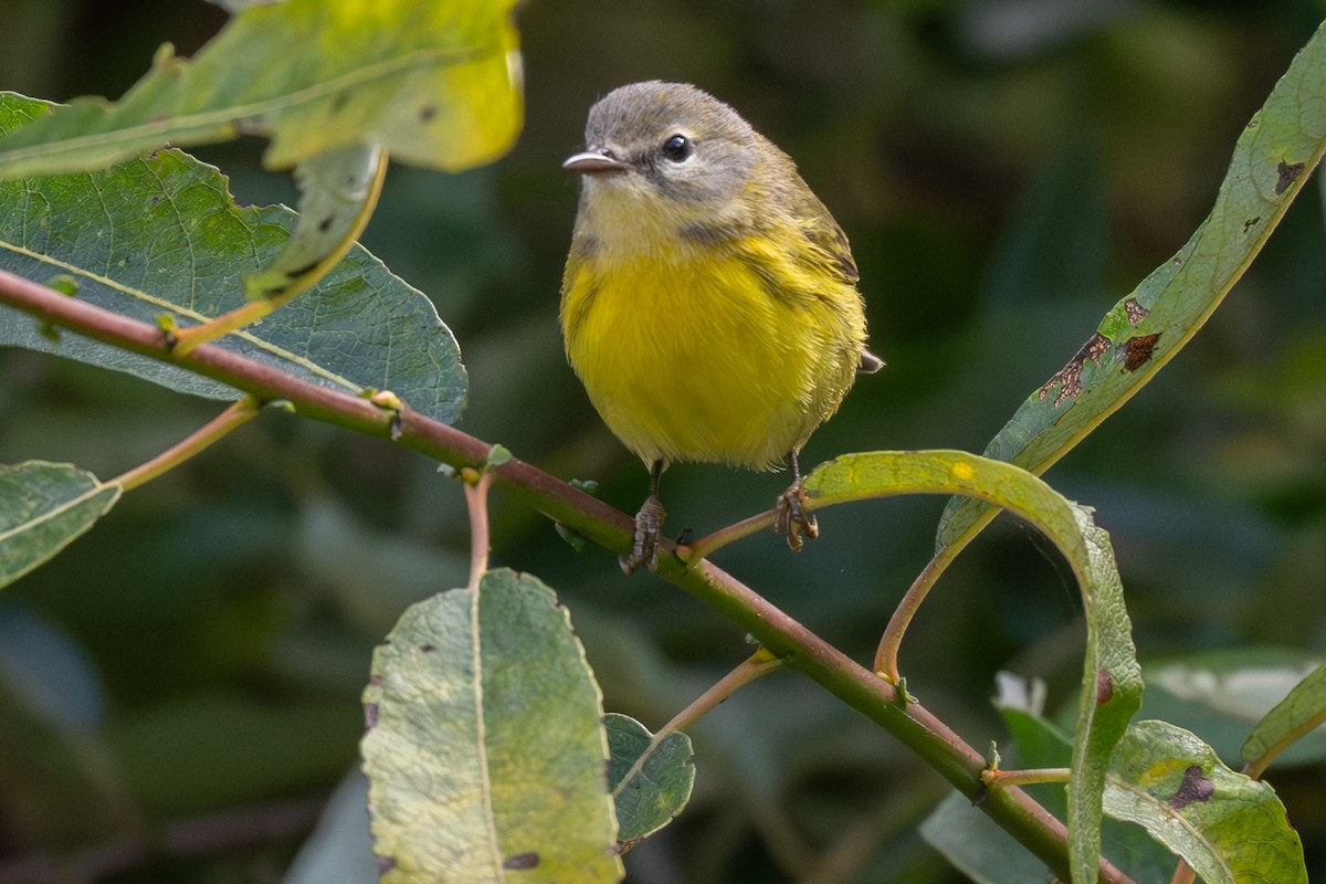 buskparula - ML644182951