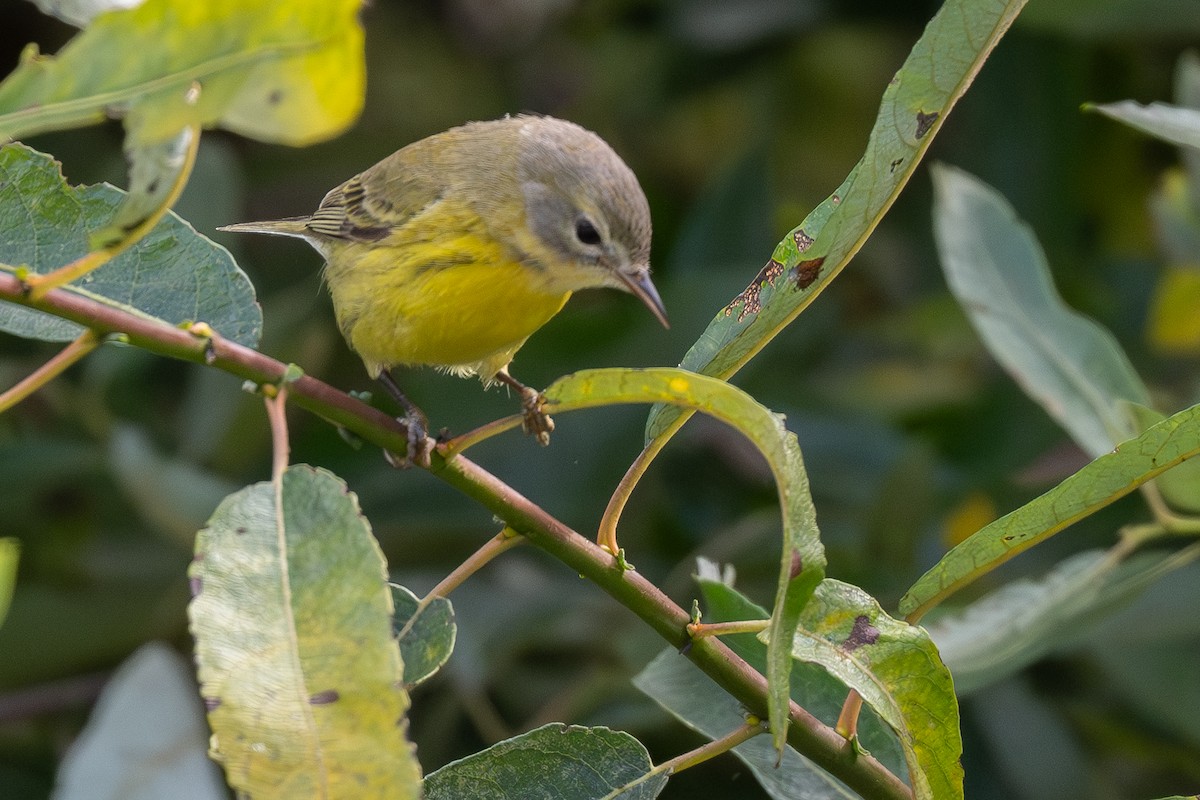 buskparula - ML644182952