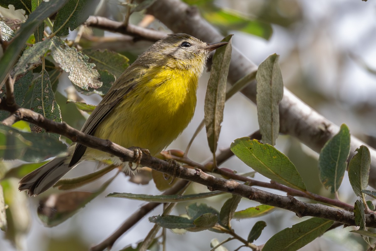 buskparula - ML644182953