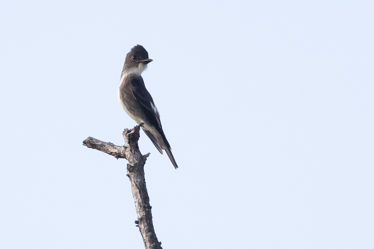 Olive-sided Flycatcher - ML644182954