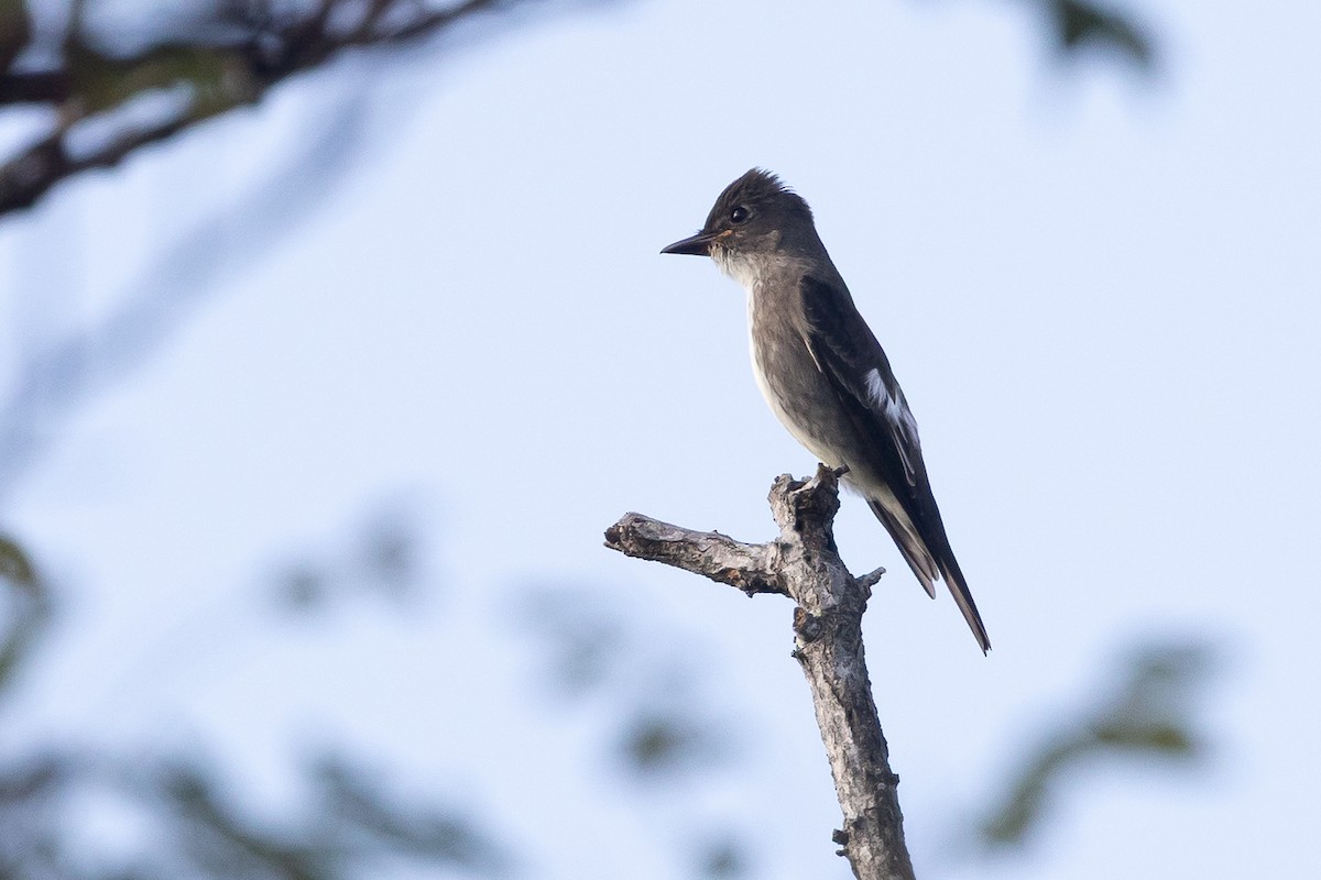 Olive-sided Flycatcher - ML644182955