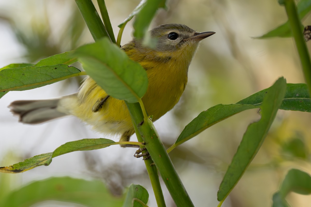 buskparula - ML644182956