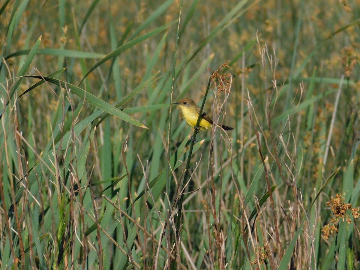 キバラムシクイタイランチョウ - ML644182961