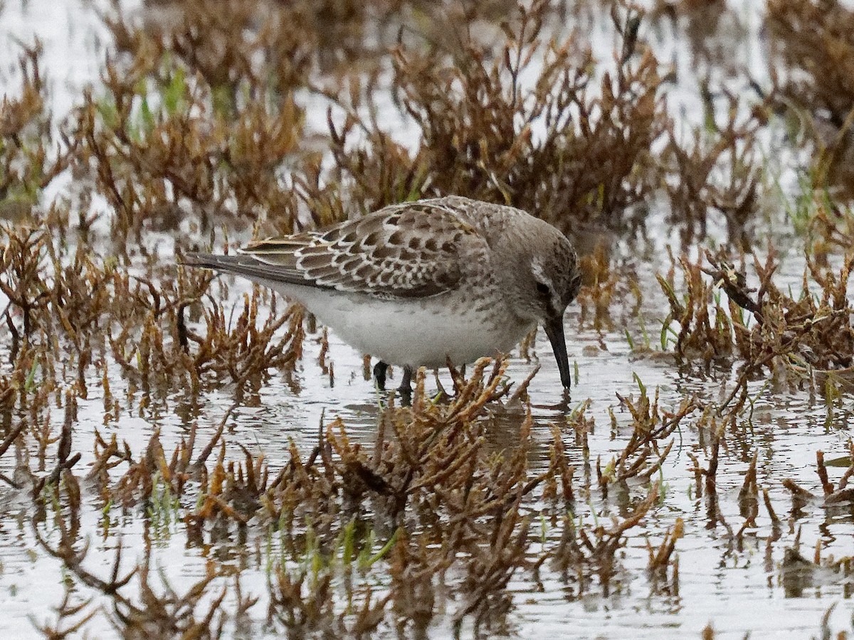 White-rumped Sandpiper - ML644182964