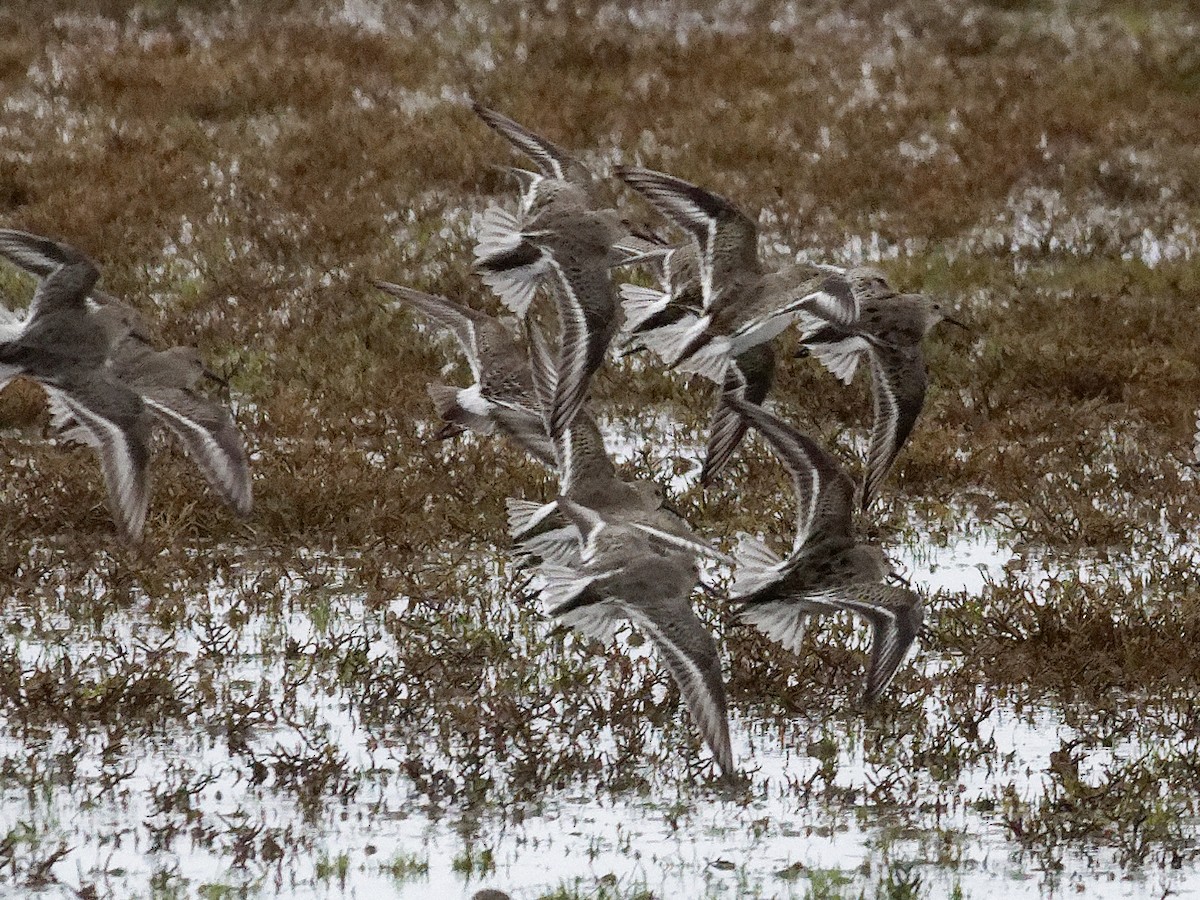 White-rumped Sandpiper - ML644182965