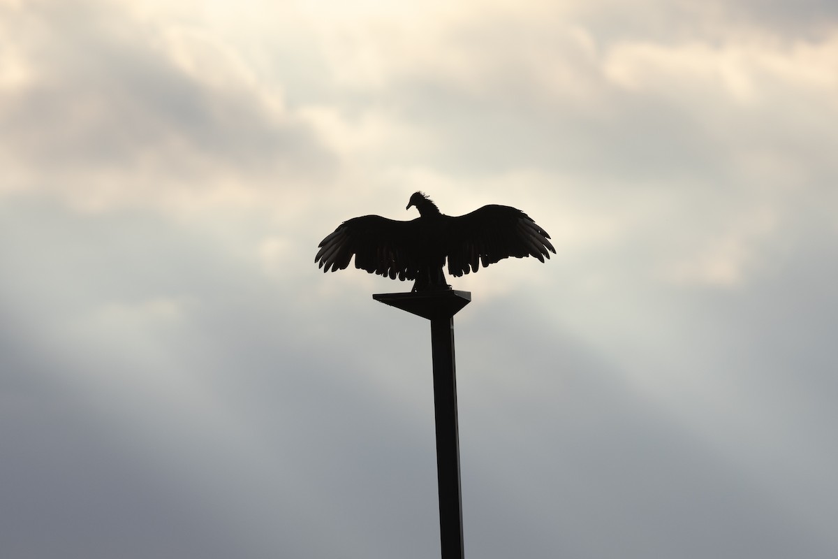 Black Vulture - ML644182969