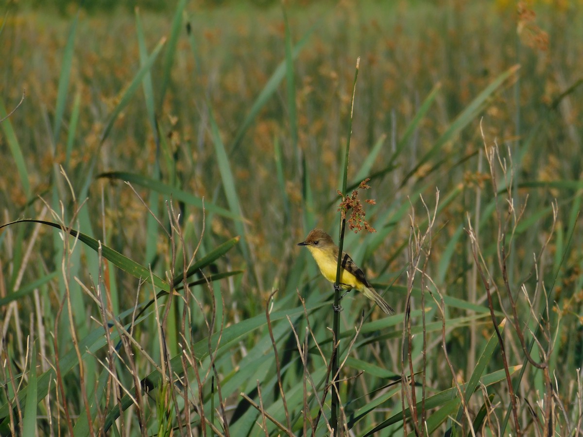 キバラムシクイタイランチョウ - ML644182970