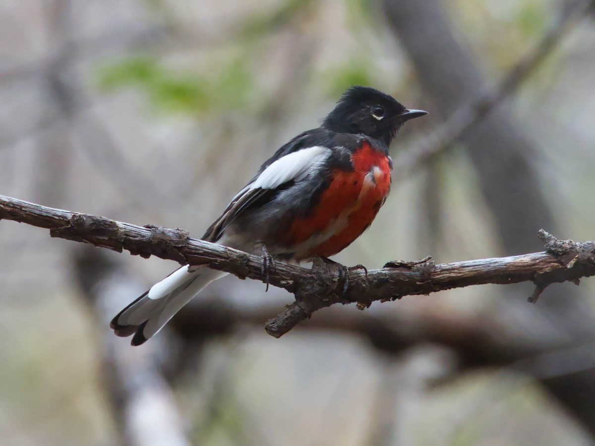 Painted Redstart - ML644182977