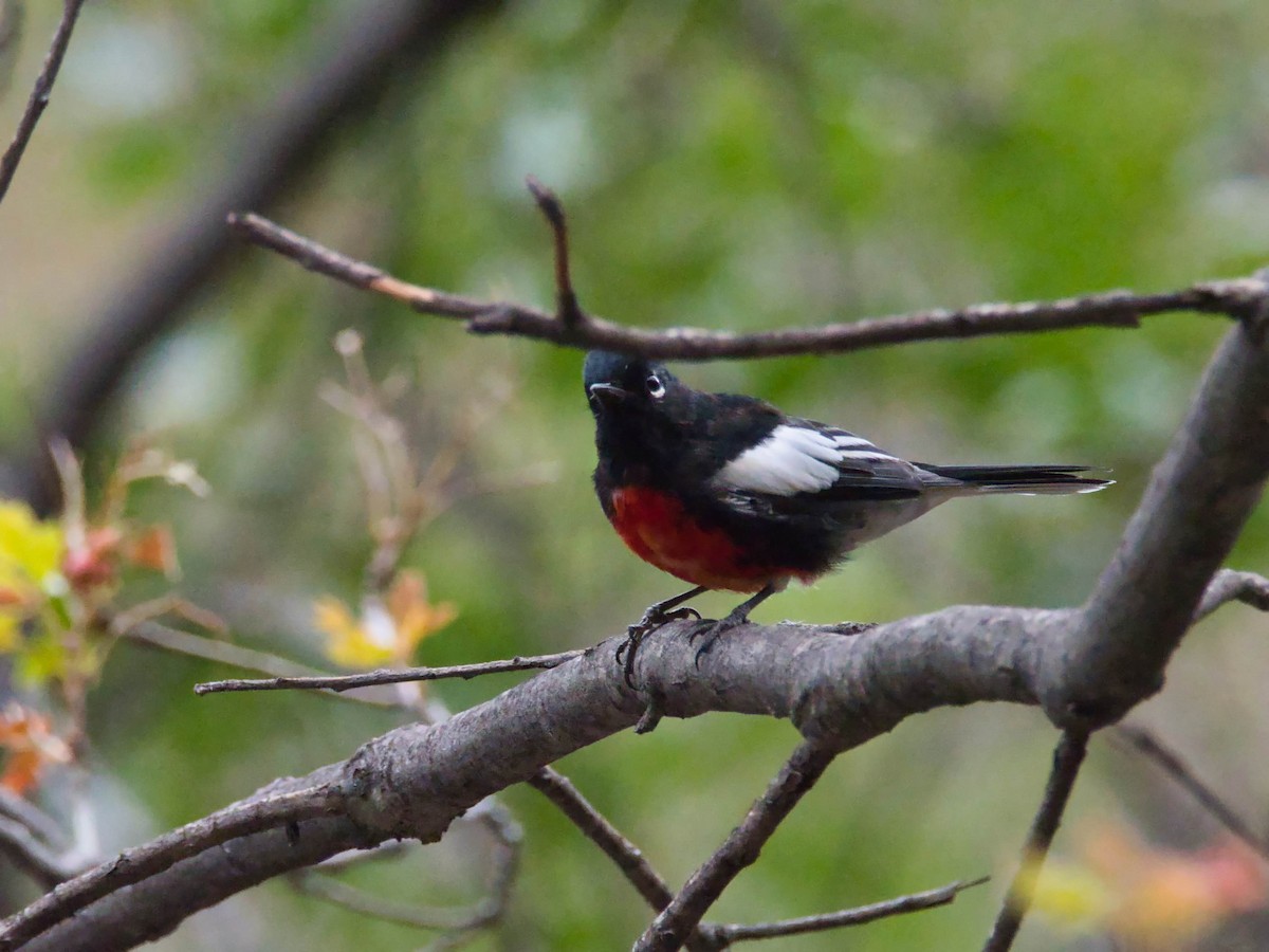 Painted Redstart - ML644182979