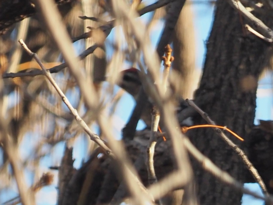 Yellow-bellied Sapsucker - ML644183020