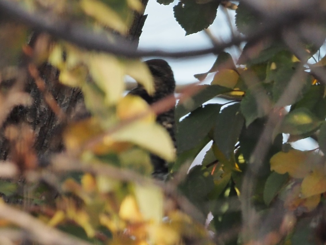 Yellow-bellied Sapsucker - ML644183021