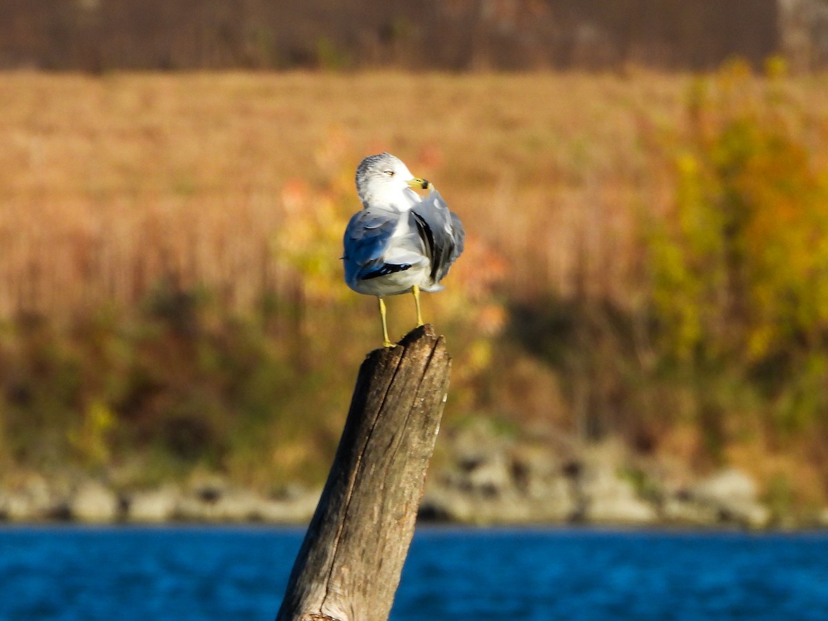 Ring-billed Gull - ML644183037