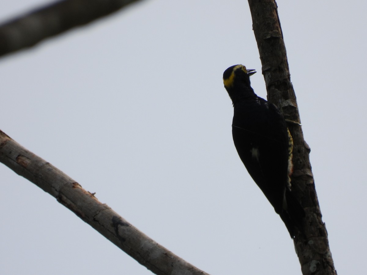 Pic à chevron d'or - ML644183038