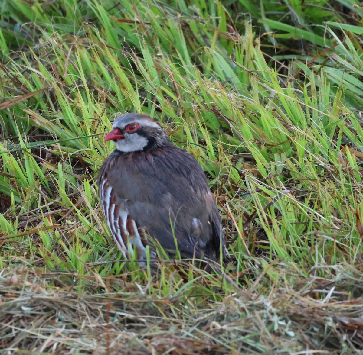 Red-legged Partridge - ML644183044