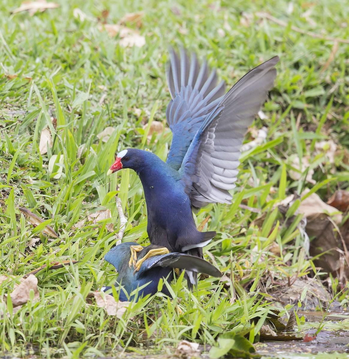 Uroilo urdin amerikarra - ML644183056