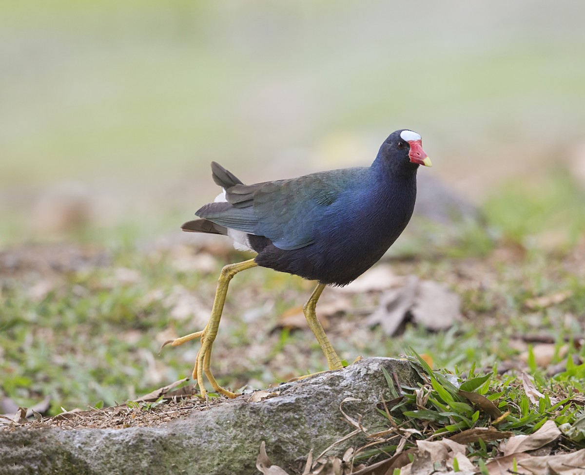 Uroilo urdin amerikarra - ML644183057