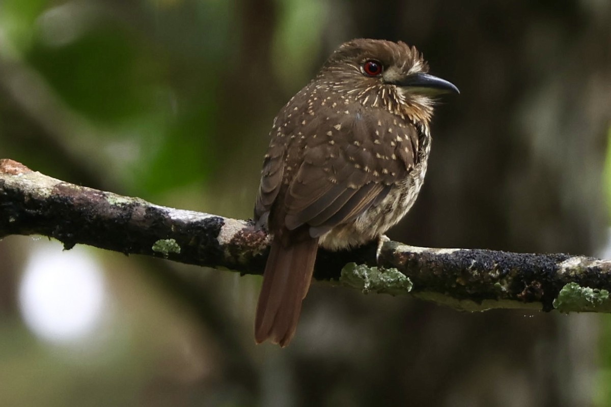 White-whiskered Puffbird - ML644183059