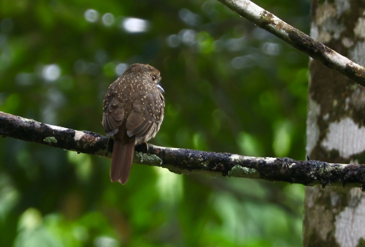 White-whiskered Puffbird - ML644183060