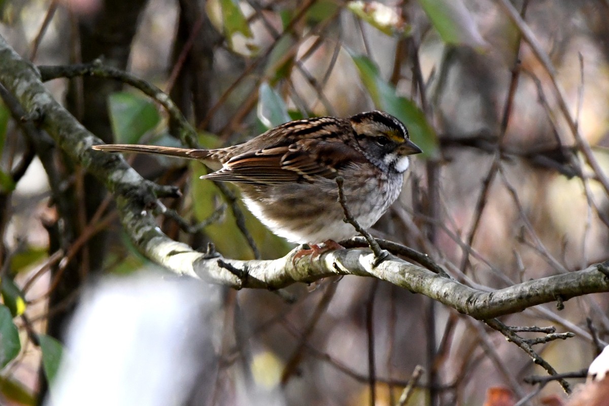 White-throated Sparrow - ML644183065