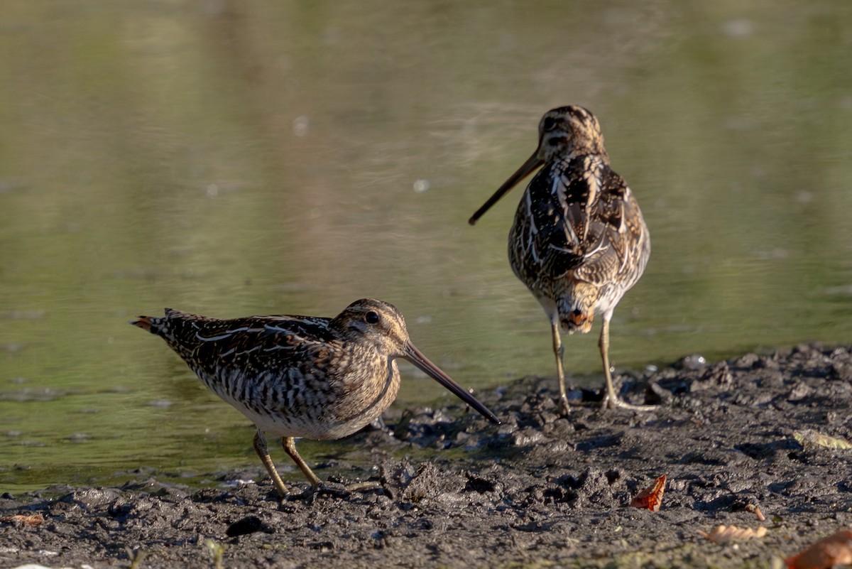 Wilson's Snipe - ML644183071