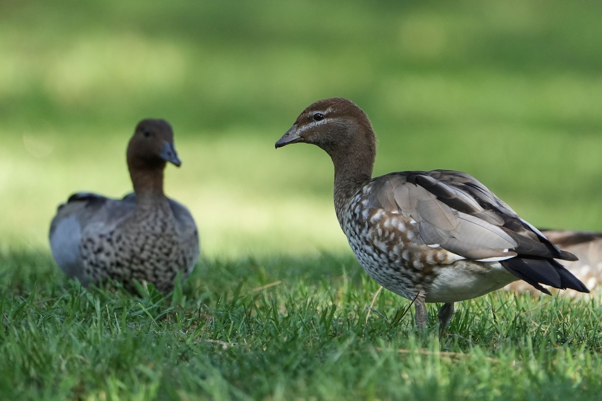 Maned Duck - ML644183083