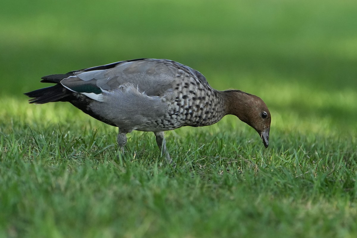 Maned Duck - ML644183084