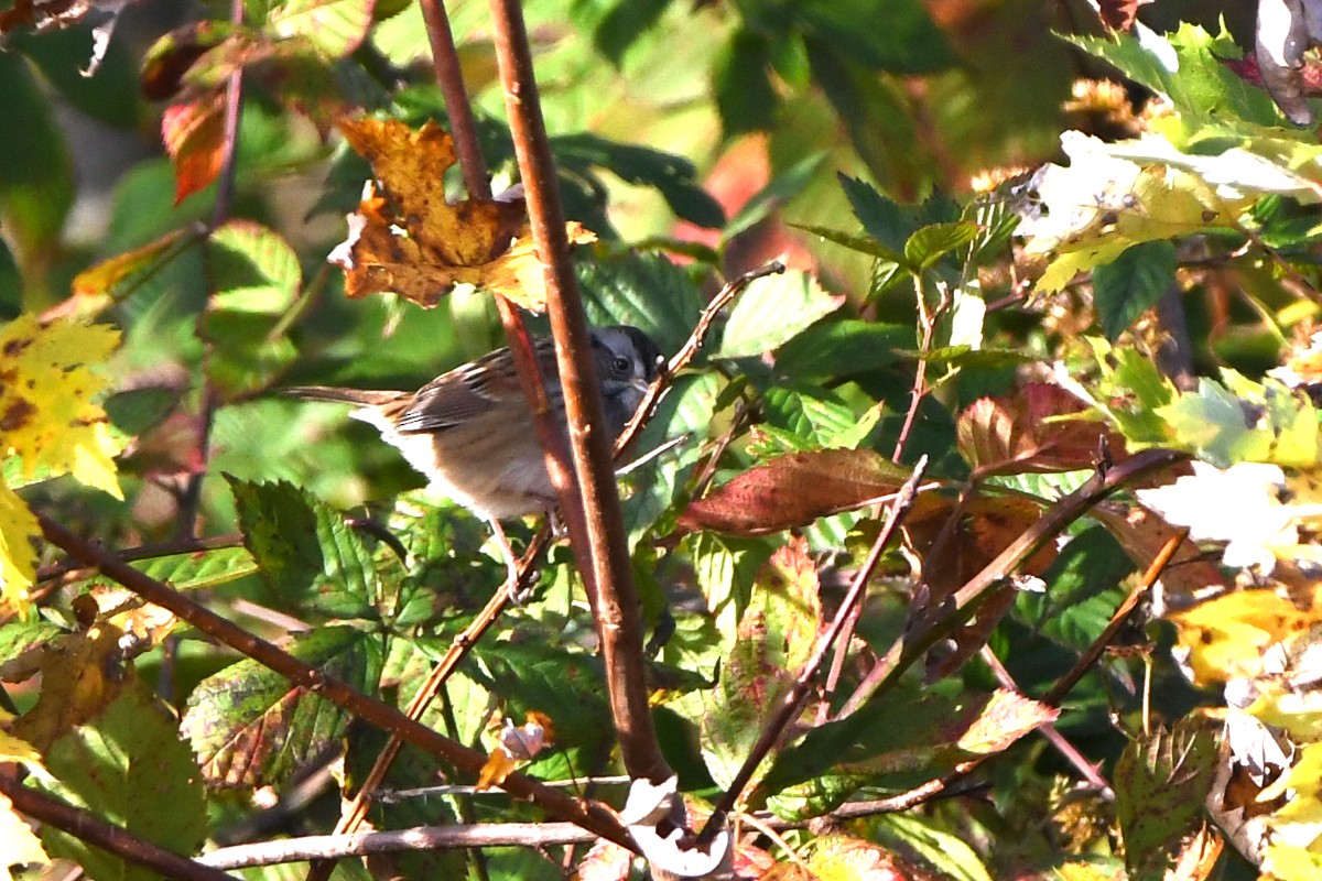Swamp Sparrow - ML644183096