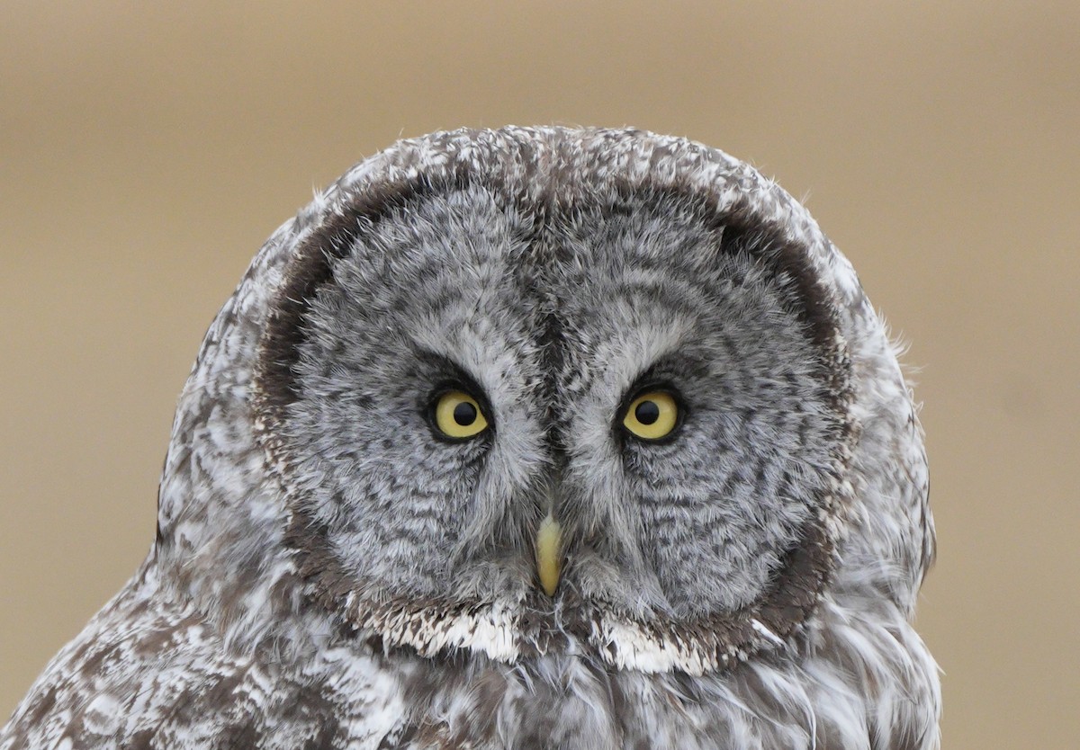 Great Gray Owl - ML644183102