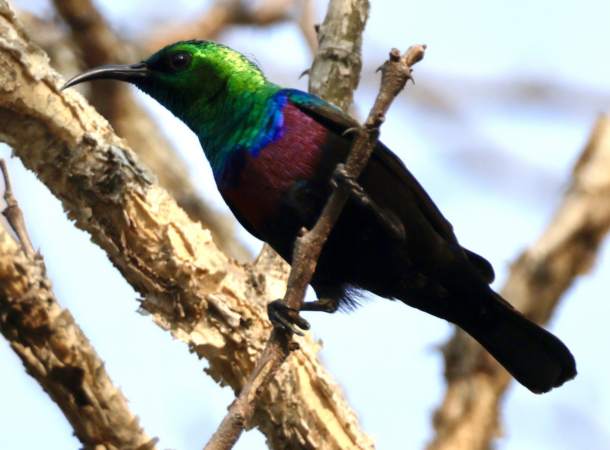 akasiesolfugl - ML644183118