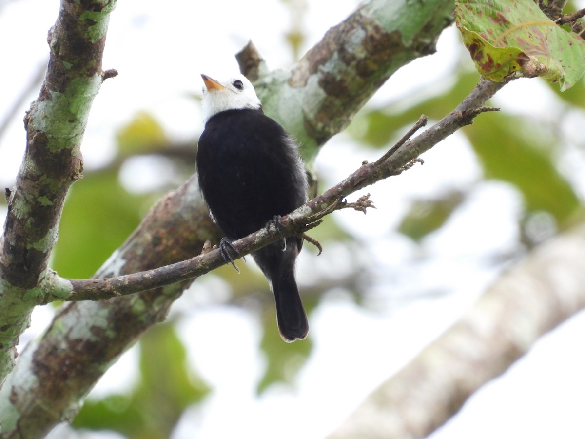 White-headed Marsh Tyrant - ML644183122