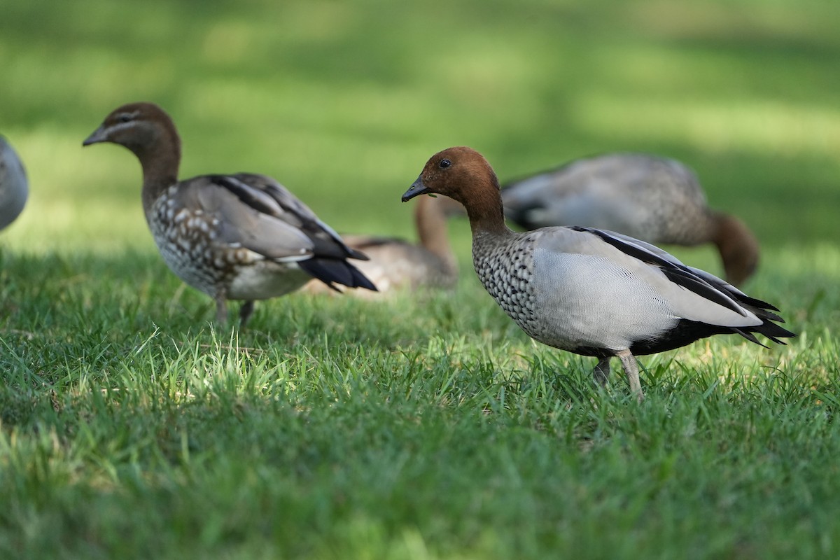 Maned Duck - ML644183127