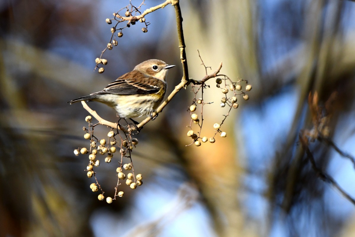 Yellow-rumped Warbler - ML644183141
