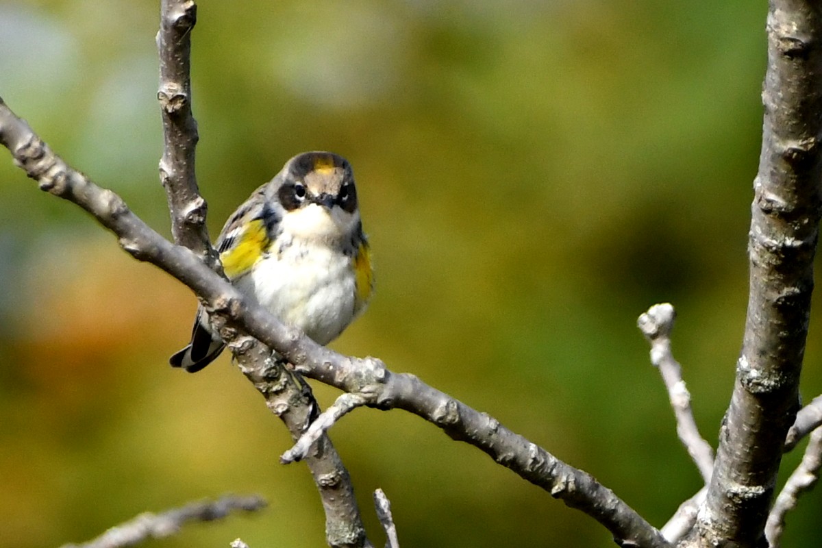 Yellow-rumped Warbler - ML644183143