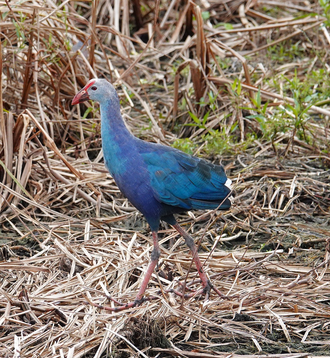 灰頭紫水雞 - ML644183147