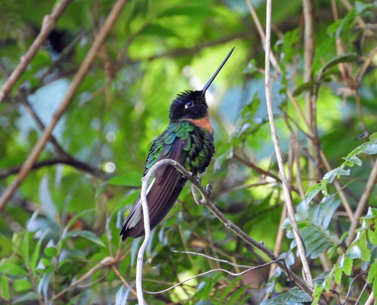 Gould's Inca - ML644183158