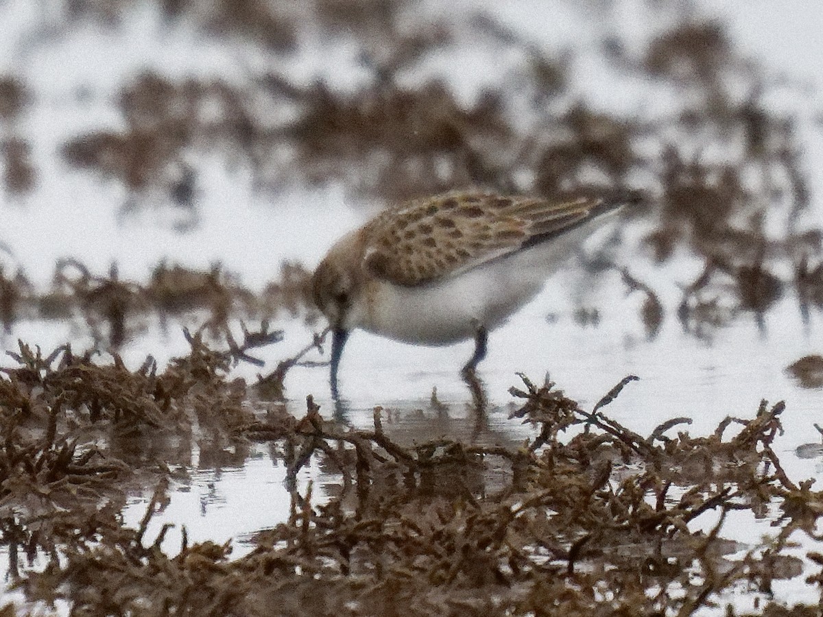 Little Stint - ML644183166