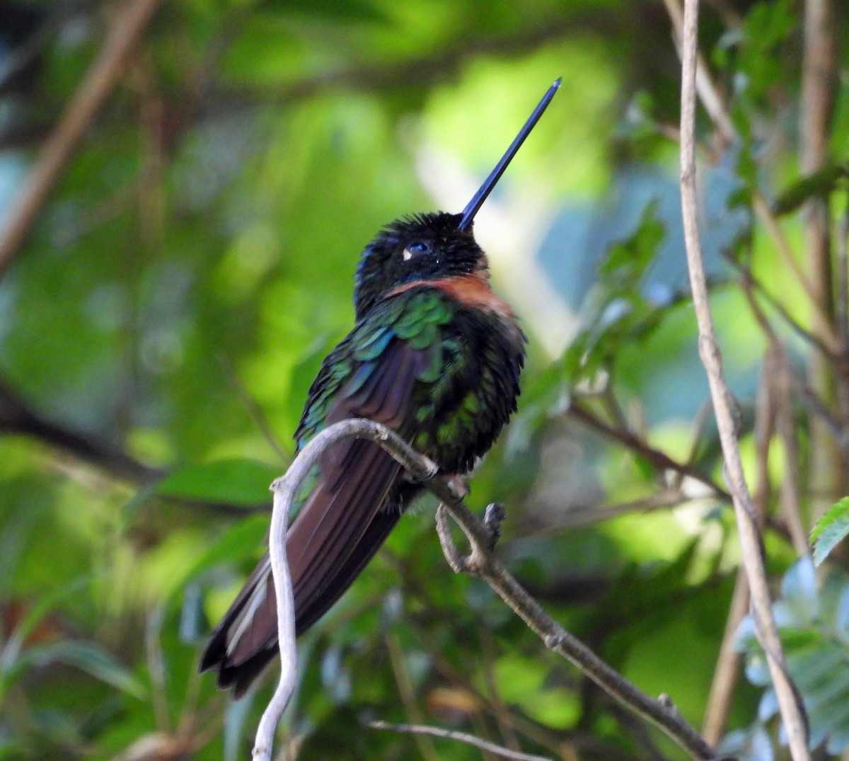 Gould's Inca - ML644183185